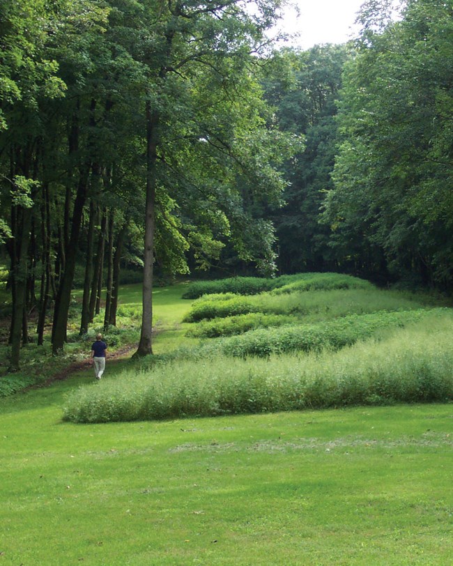Grassy mounds of the Marching Bear Group