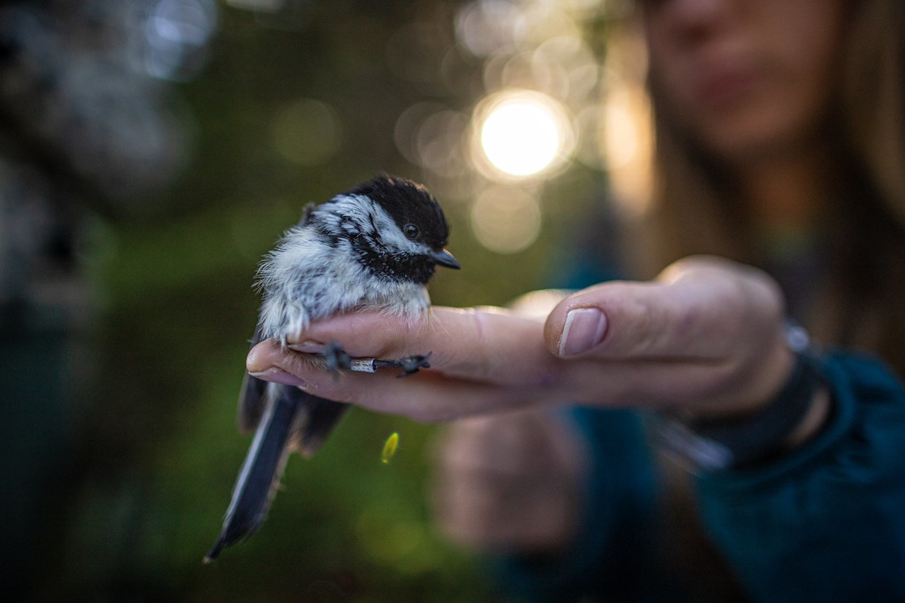 A black and white bird held in the palm of a human hand.