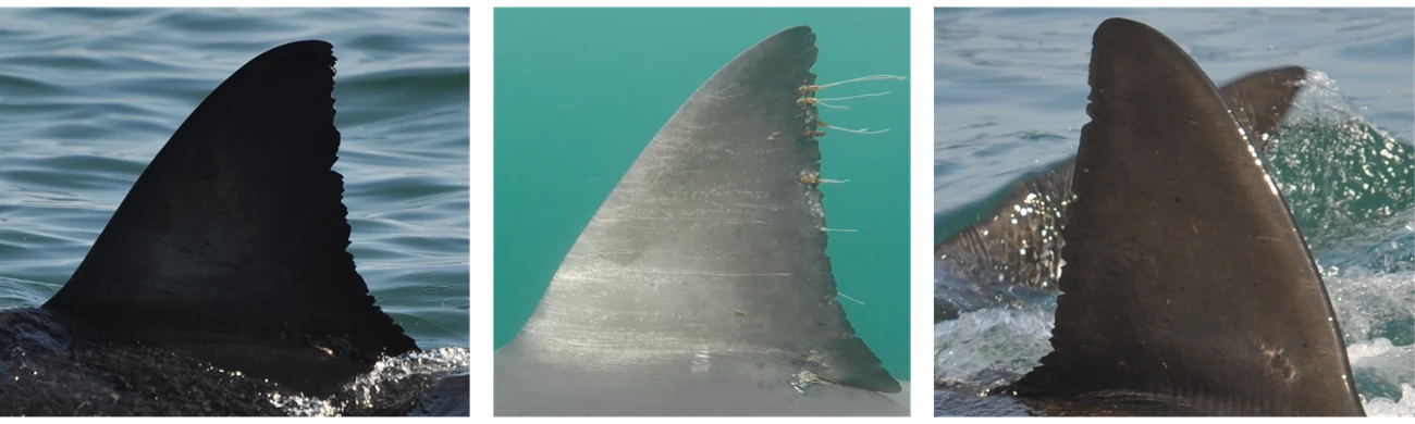 Three images of shark fins; each fin has a smooth, curved side and a jagged, notched side.
