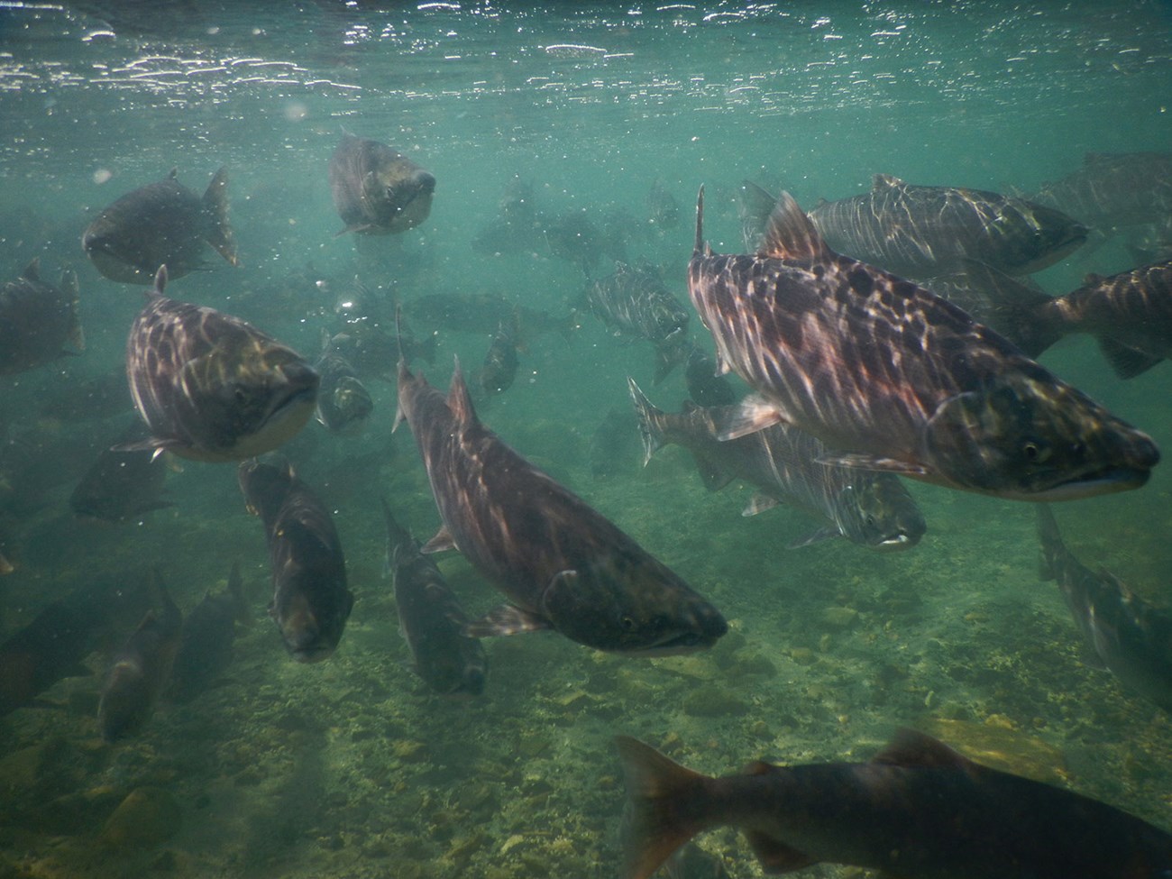 Salmon swim in green waters.