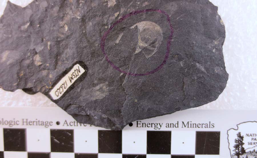 Photo of a small fossil in a piece of rock.