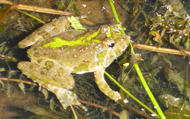 A light-colored frog with nearly neon-colored green lines sits on a mate of floating vegetation.
