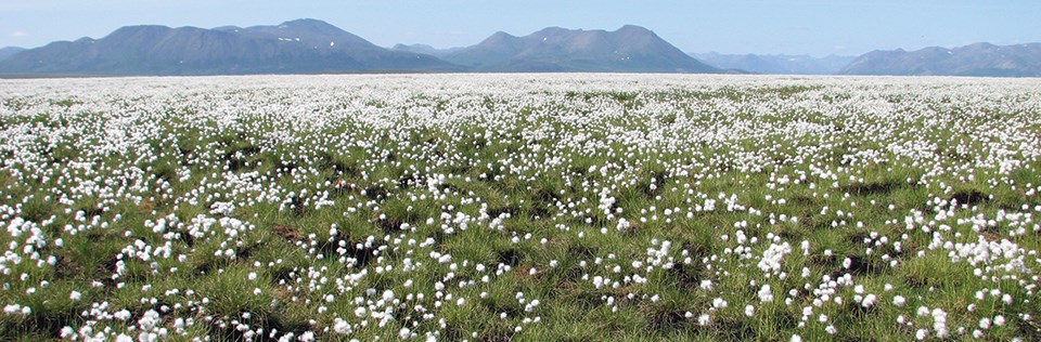 A field of cottongrass with mountains in the distance.