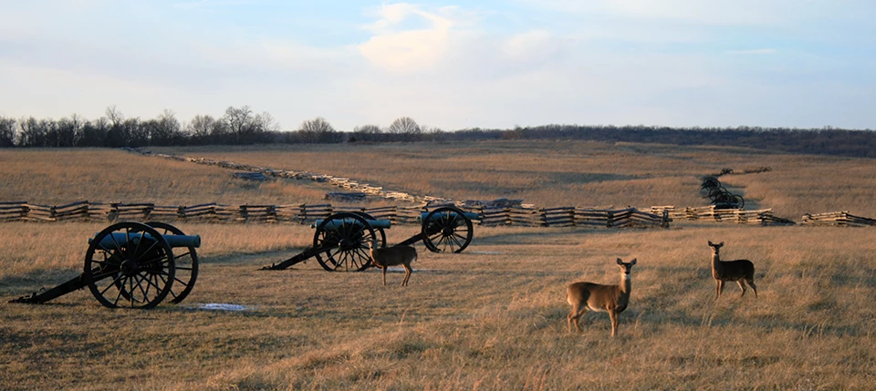 Three deer in a mown field of brown grass next to old cannons.